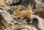 klipspringer0091