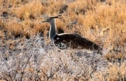 koribustard0033
