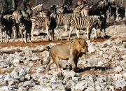 lion_zebra0036