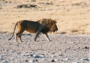 lions0094