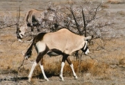 oryx0025