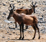 redhartebeest0057