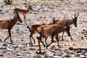 redhartebeest0058