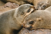 seals0027