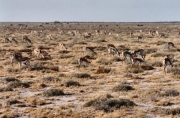 springbok0069