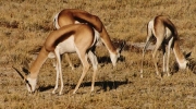 springbok0070