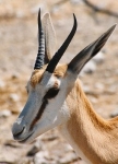 springbok0077