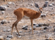 steenbok0061