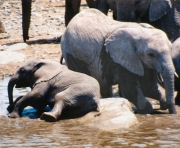 waterhole40051