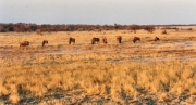 wildebeeste0032