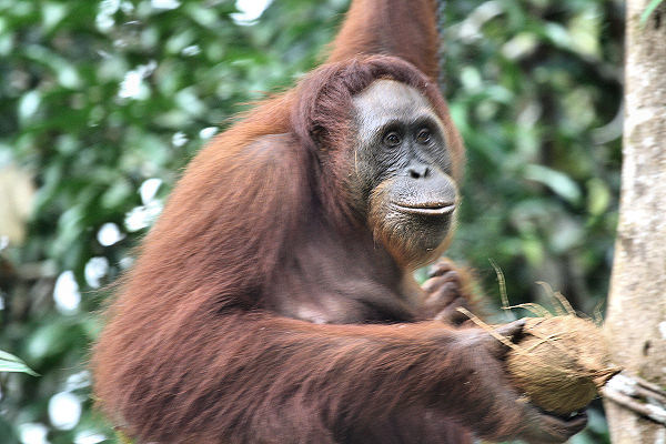 Semenggoh_0041.jpg