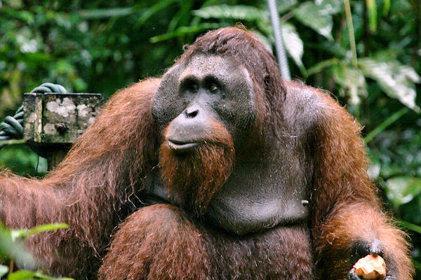 Semenggoh_0077_g.jpg