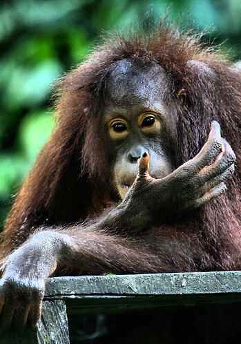 Sepilok_0150_m.jpg