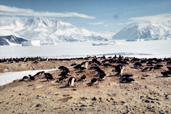 CHAdeliePenguinRookery2.jpg