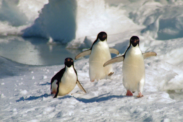 CHAdeliePenguins17.jpg
