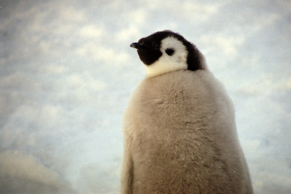 CWEmperorPenguinChicks11.jpg