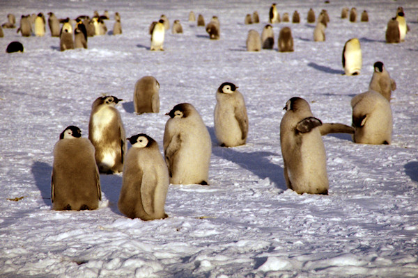 CWEmperorPenguinChicks12.jpg
