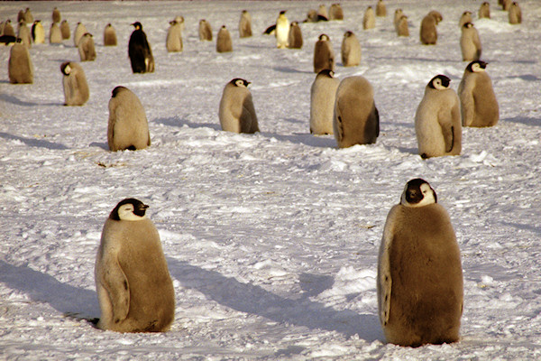 CWEmperorPenguinChicks14.jpg