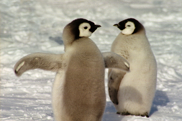 CWEmperorPenguinChicks3.jpg