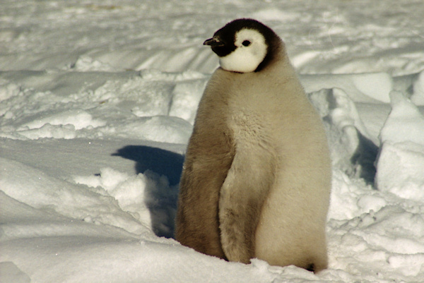 CWEmperorPenguinChicks4.jpg