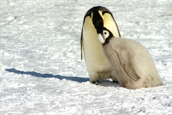 CWEmperorPenguins21.jpg