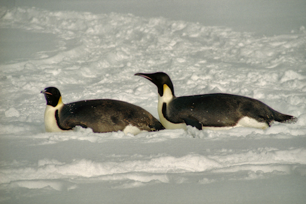 CWEmperorPenguins26.jpg