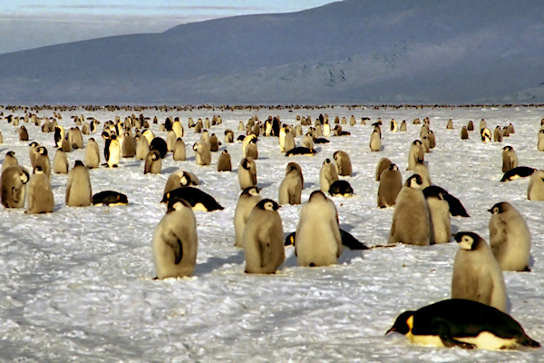 CWEmperorPenguins39.jpg