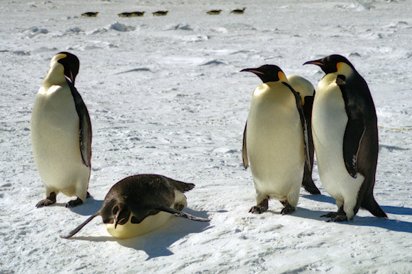 CWEmperorPenguins48.jpg