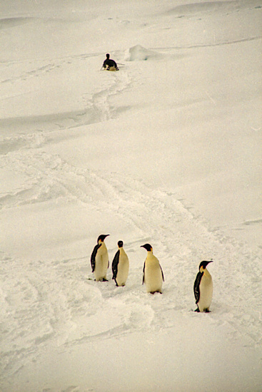 CWEmperorPenguins7.jpg