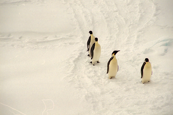 CWEmperorPenguins8.jpg