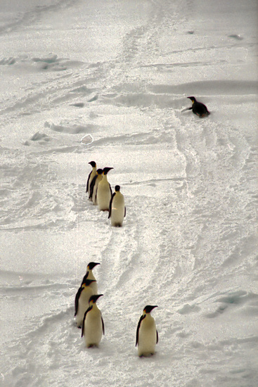 CWEmperorPenguins9.jpg