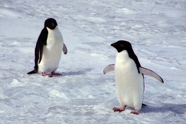 CapeAdareAdeliePenguins1.jpg