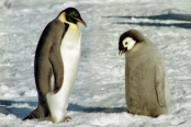A_CWEmperorPenguins14