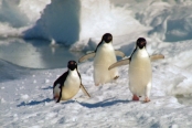 CHAdeliePenguins17