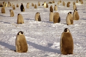 CWEmperorPenguinChicks14