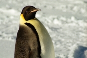 CWEmperorPenguins2