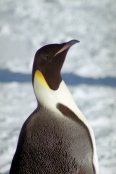 CWEmperorPenguins31