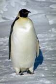CWEmperorPenguins33