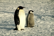 CWEmperorPenguins44_temp