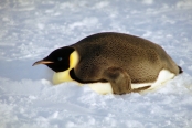 CWEmperorPenguins45
