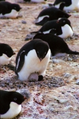 CapeAdareAdeliePenguins13