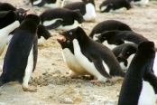 CapeAdareAdeliePenguins17