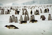 CoulmanIslandEmperorPenguins1