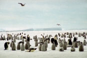 CoulmanIslandEmperorPenguins3
