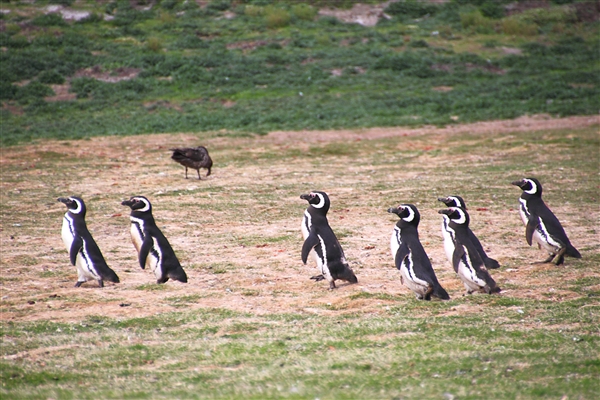 CarcassIs_MagallenicPenguins_4629_m.jpg - Magellanic Penguins - Carcass Island, Falkland Islands