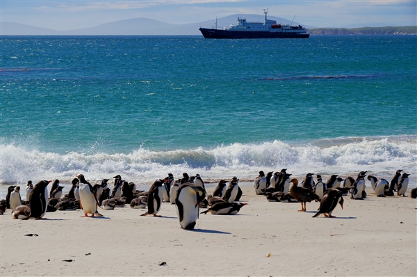 Carcass__Landscape_ShoreShip_DSC05543.jpg - Magellanic Penguins - Carcass Island, Falkland Islands