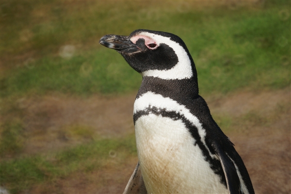 Carcass__Penguin_Magellanic_DSC05505.jpg - Magellanic Penguin - Carcass Island, Falkland Islands