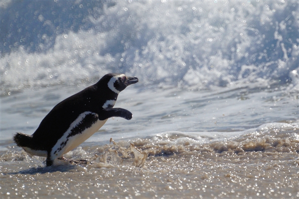 Carcass__Penguin_Magellanic_DSC05518.jpg - Magellanic Penguin - Carcass Island, Falkland Islands