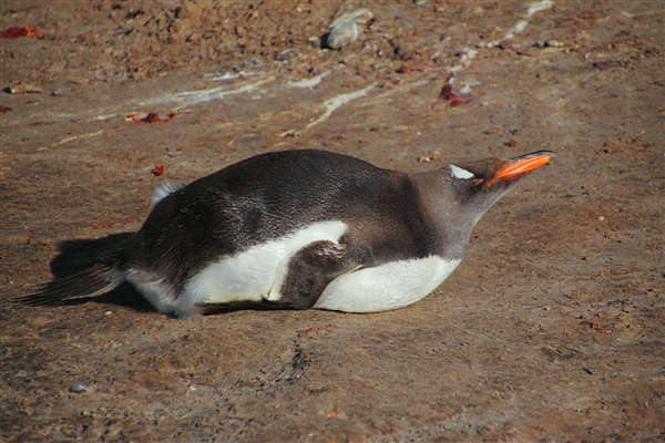 SaundersIs_GentooPenguins_4863_m.jpg - Gentoo Penguin, Saunders Island, Falkland Islands