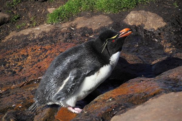 SaundersIs_RockHopperPenguins_4831.jpg - Rockhopper Penguin, Saunders Island, Falkland Islands